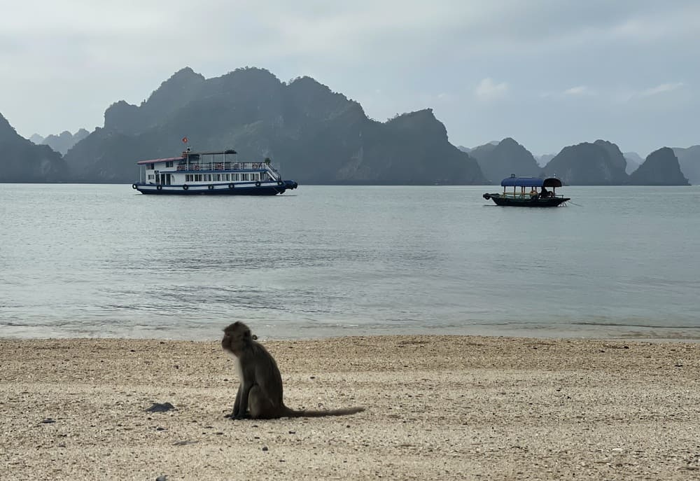 Explorer la baie de Lan Ha, île aux singes