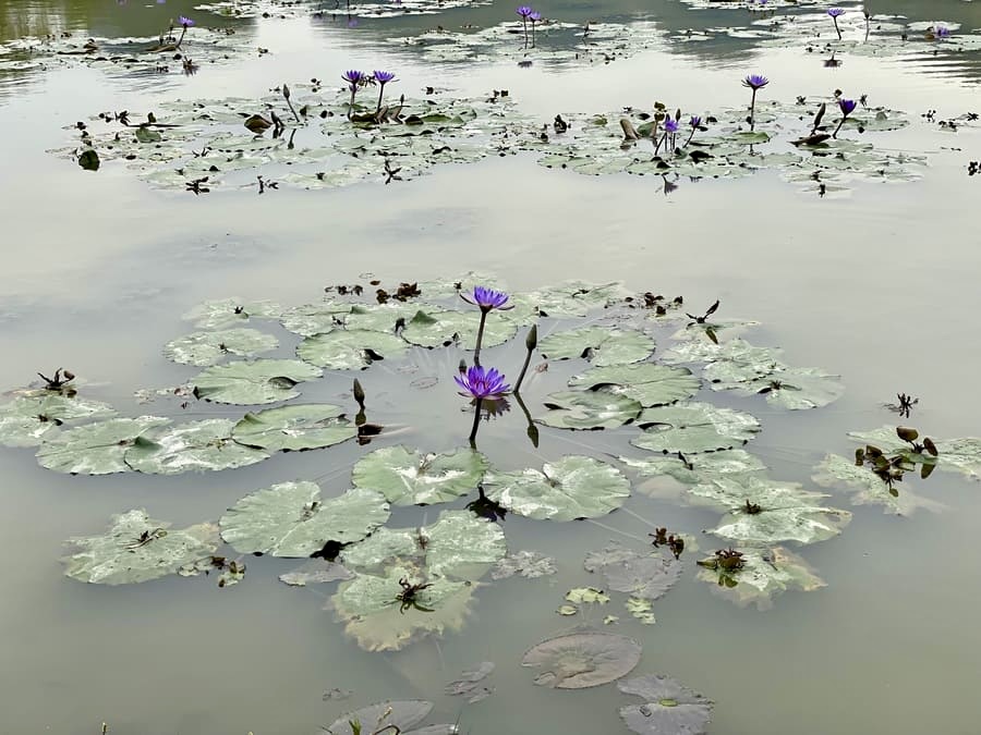 Nénuphars à la baie d'halong terrestre