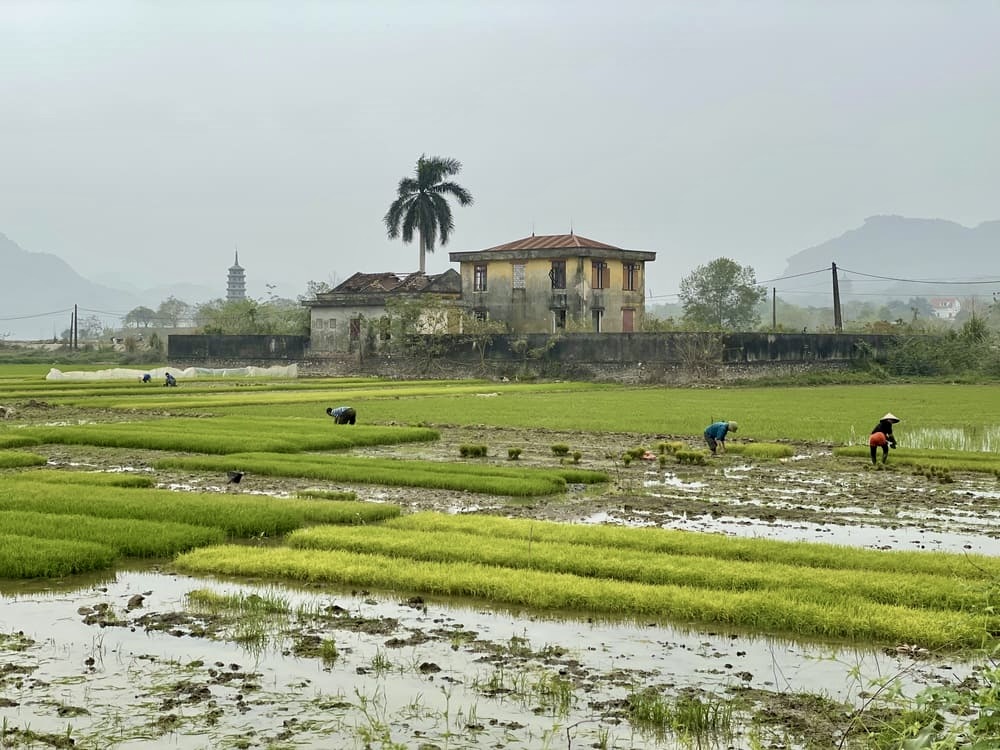 Baie d'Halong Terrestre, travail aux rizières