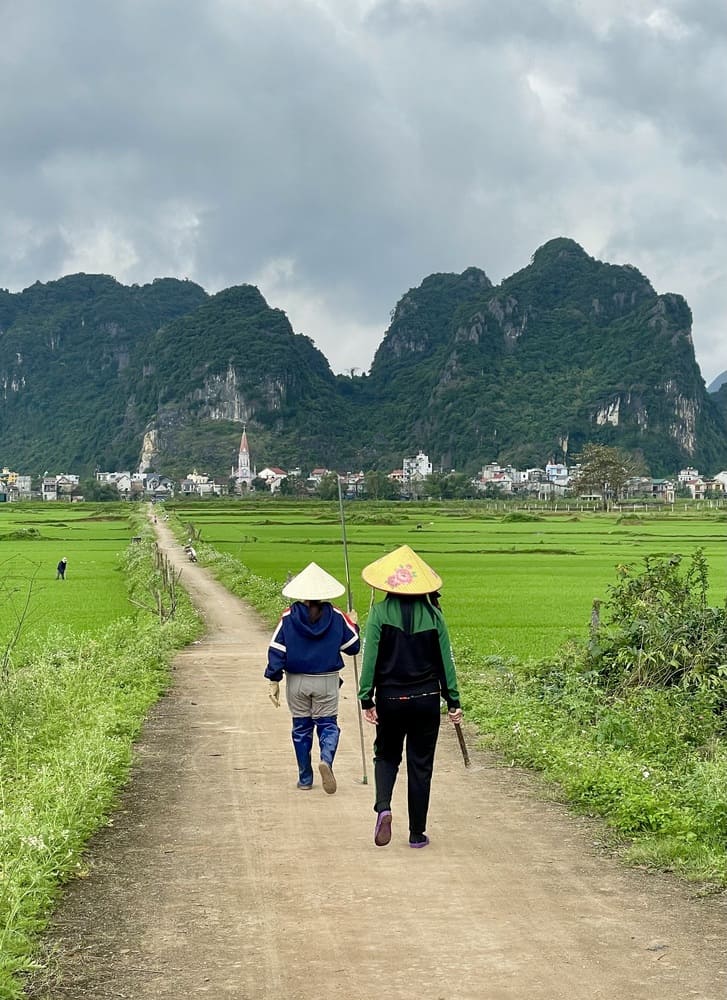 Phong Nha, travail aux rizières