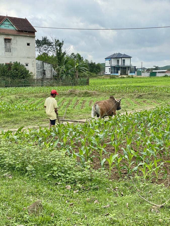 Phong Nha, buffle au champ