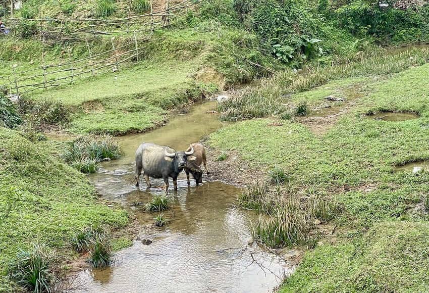 Phong Nha, buffles d'eau