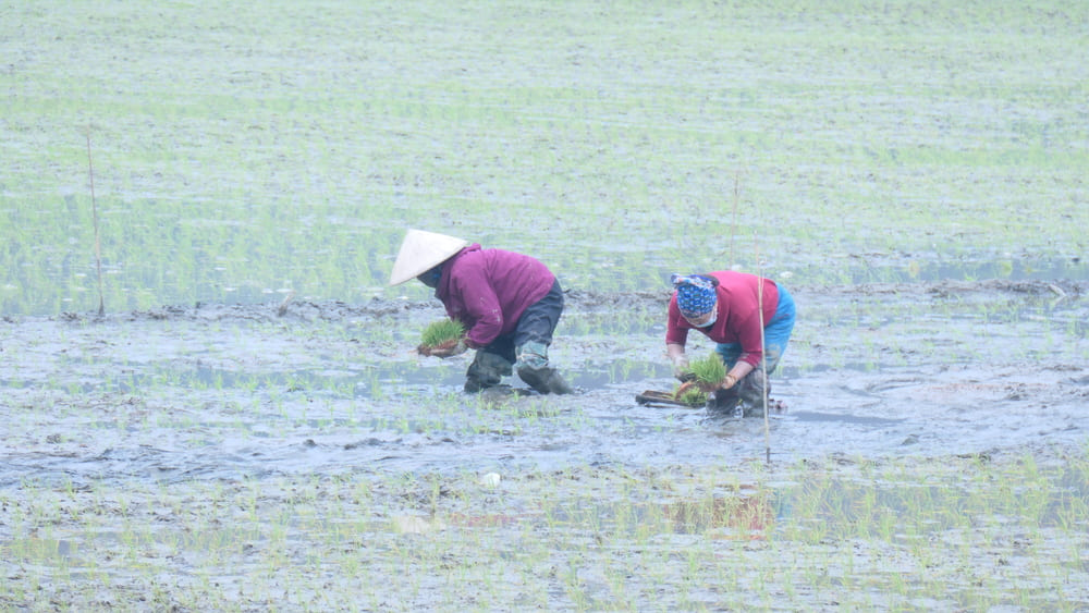 Baie d'Halong terrestre, travail des rizières