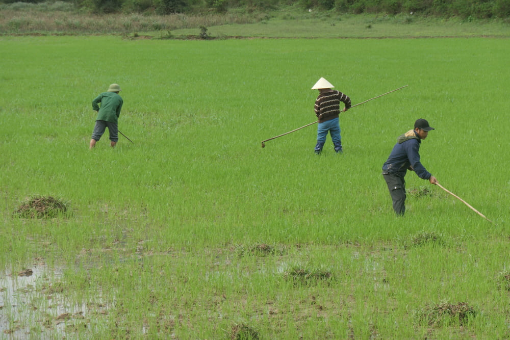 Baie d'Halong terrestre, travail des rizières