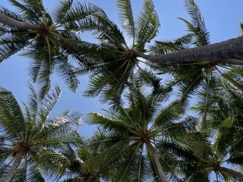 Mui Né plage et cocotiers