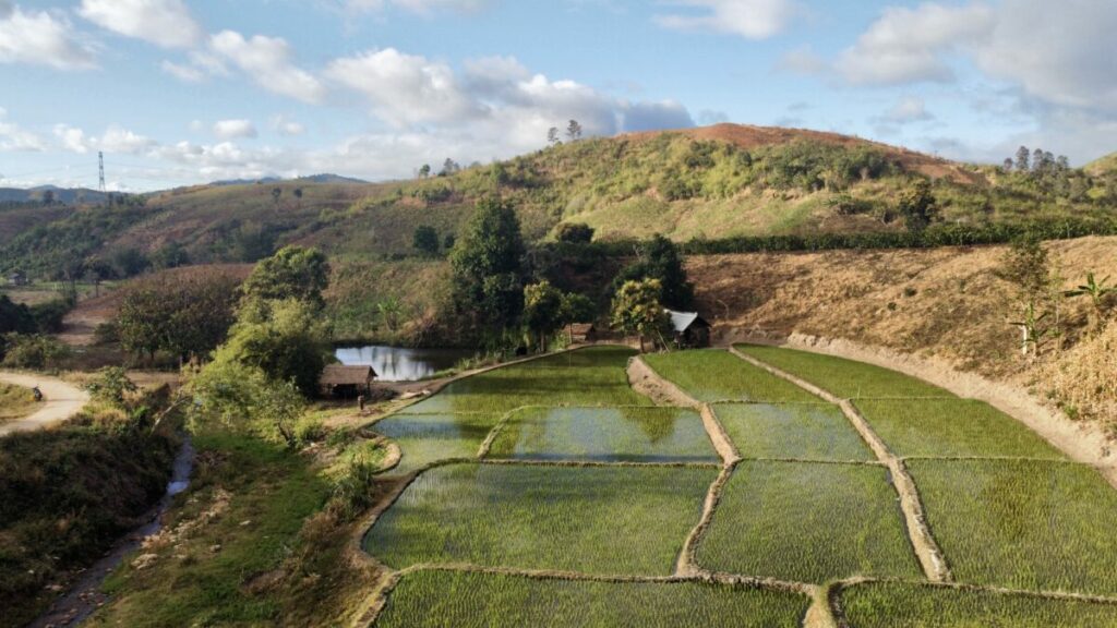 Kon Tum, Hauts plateaux vue sur les rizières